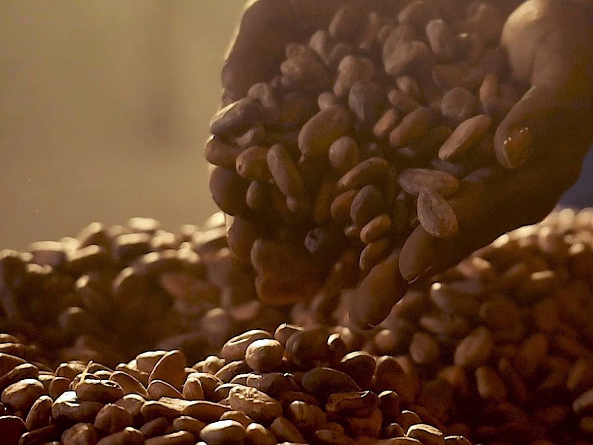 all_mtg_cocoa and milk_cocoa beans_textimage.jpg