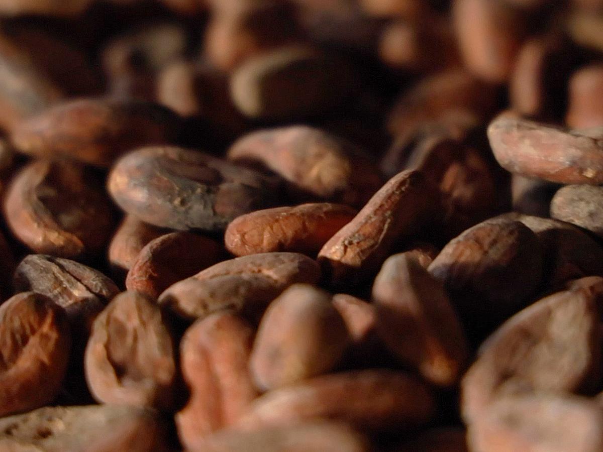 all_mtg_cocoa_cocoa_teximage.jpg