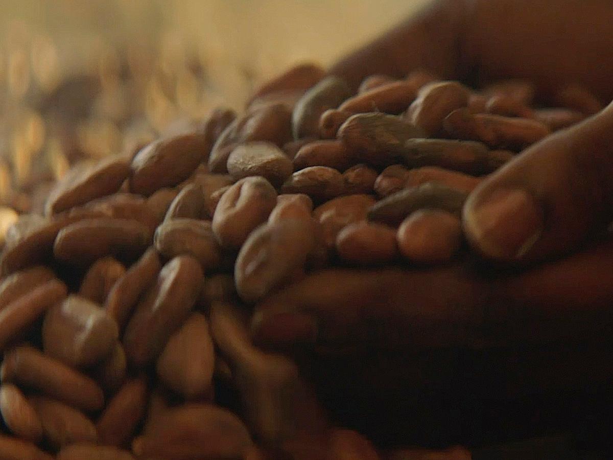 all_mtg_ hazelnuts and cocoa_cocoa beans_textimage.jpg