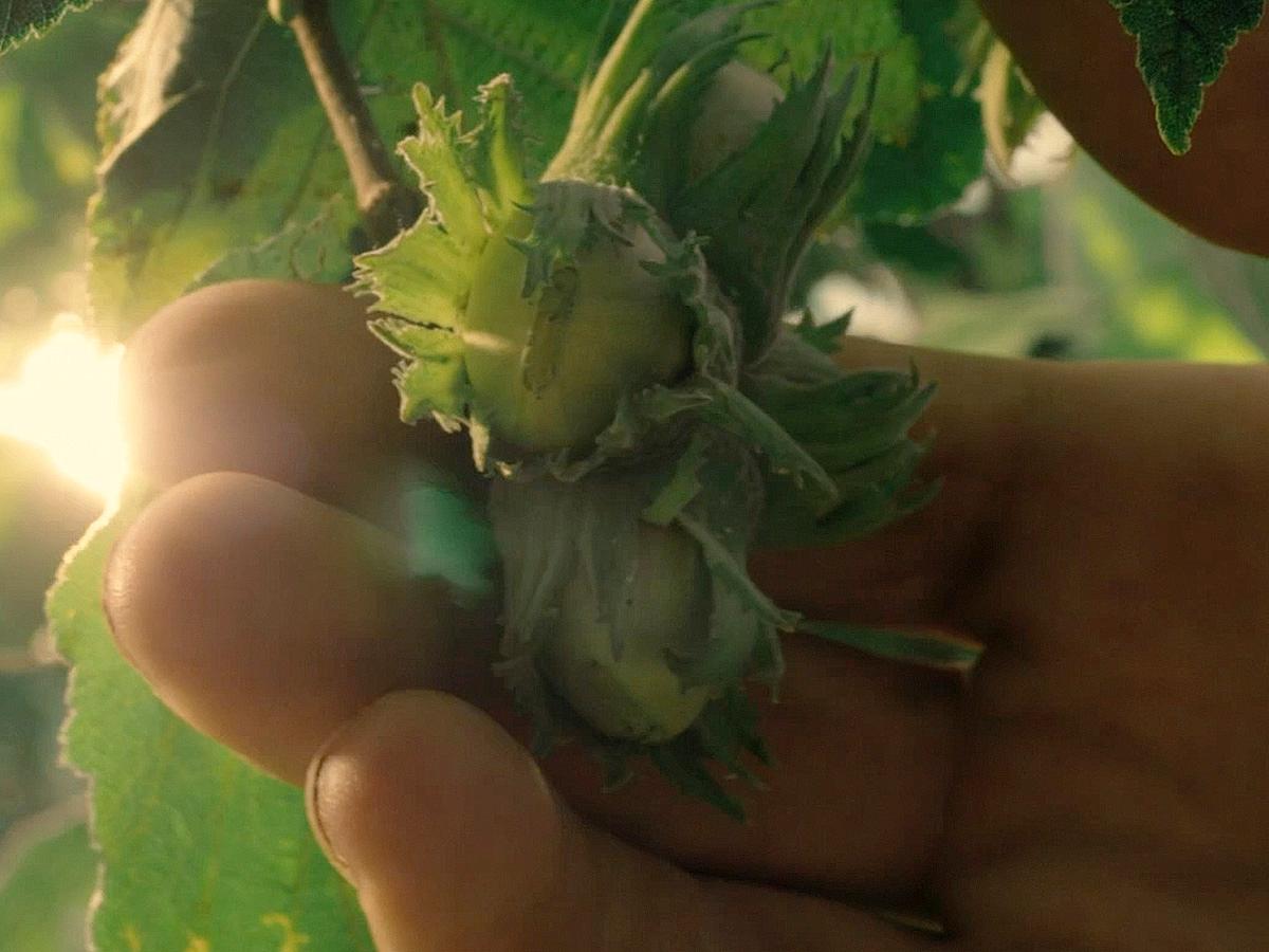 all_mtg_ hazelnuts and cocoa_hazelnut plant_textimage.jpg