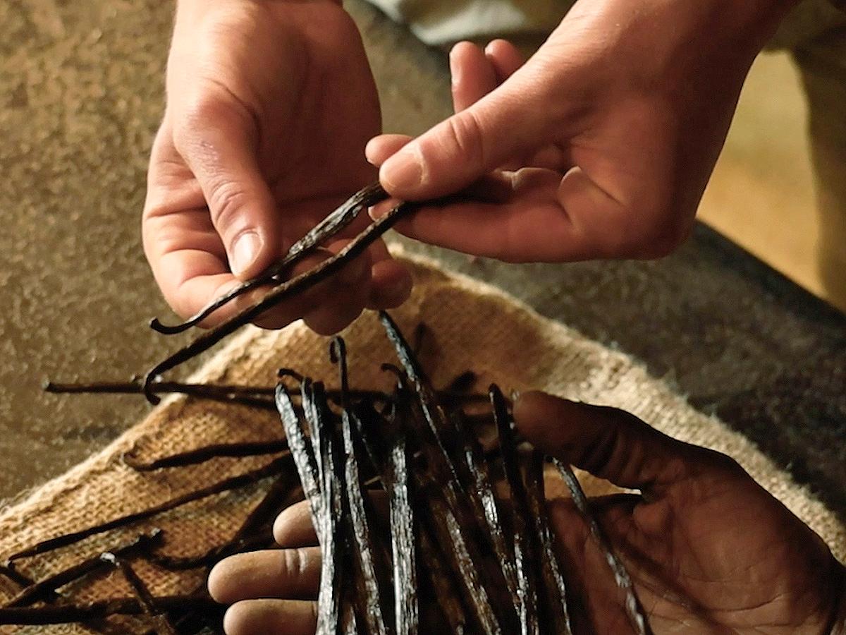 all_mtg_milk and vanilla_vanilla pods with hands_textimage.jpg