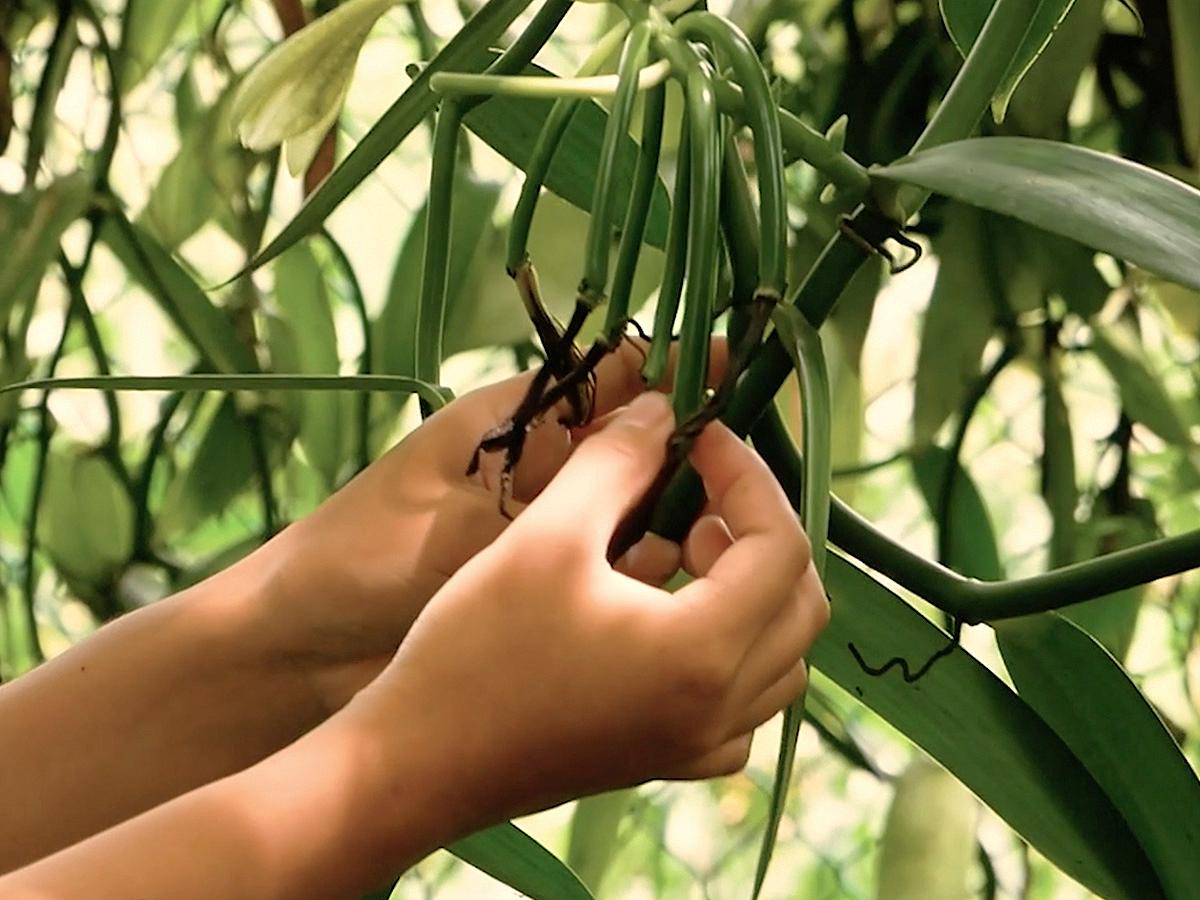all_mtg_vanilla_vanilla pods_plant_textimage.jpg