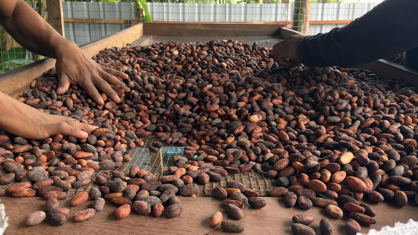all_about us_cocoa farming program_8steps_beans_gallery3.jpg