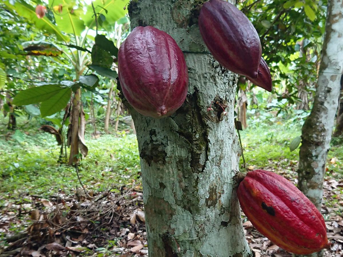 all_about us_cocoa farming program_cocoa tree_textimage1a.jpg