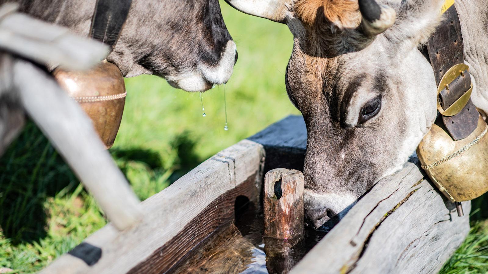 all_about us_milk project_cows_fountain_gallery5.jpg