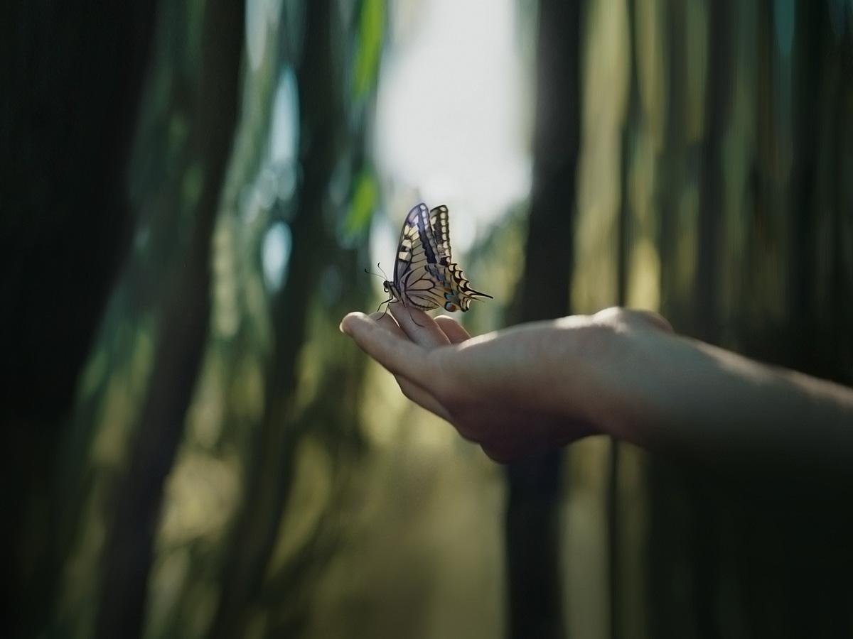 all_sustainability_butterfly_heroeditorial.jpg