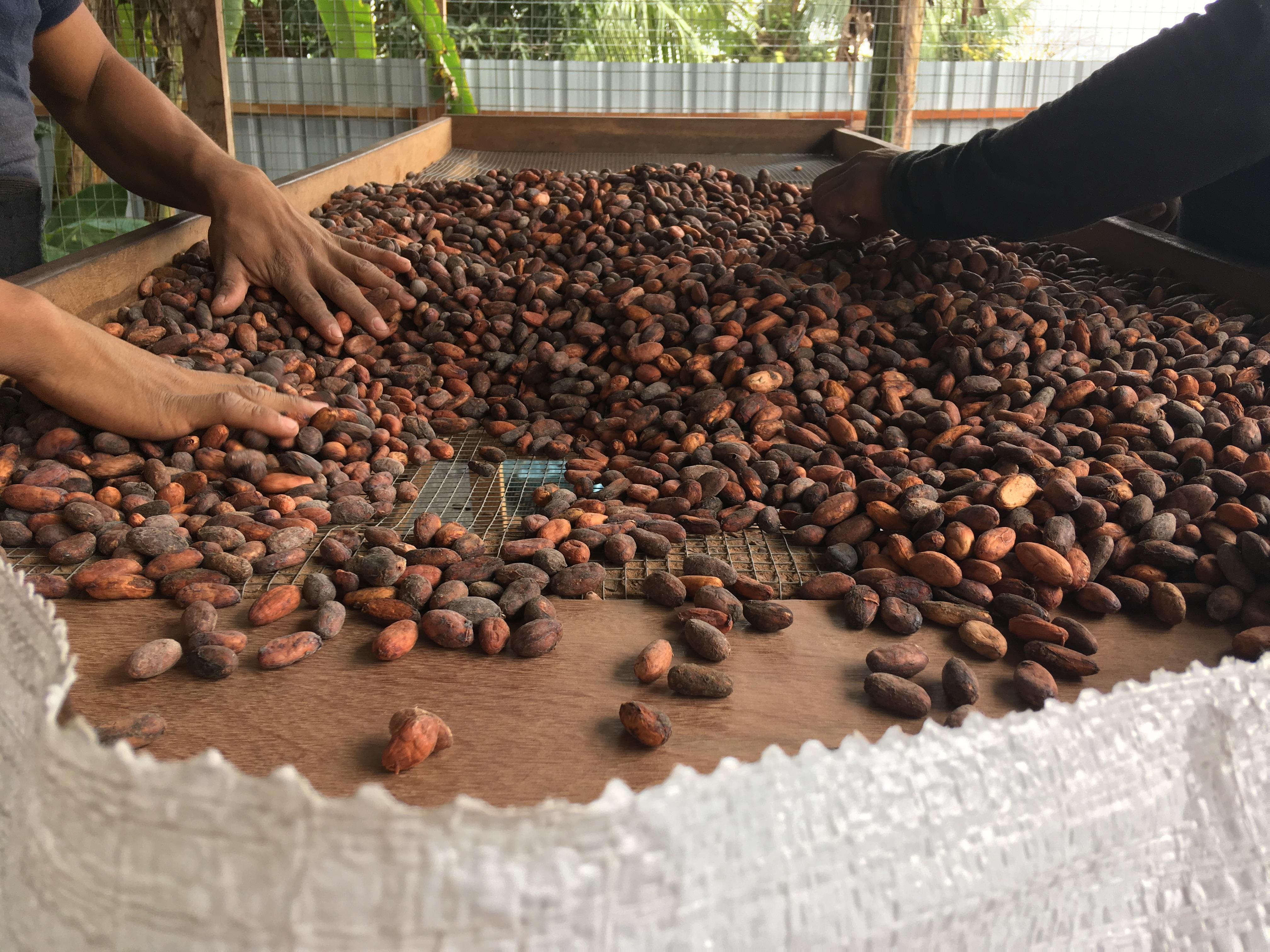 Ethical_Sourcing_Banner_Launch_Cocoa