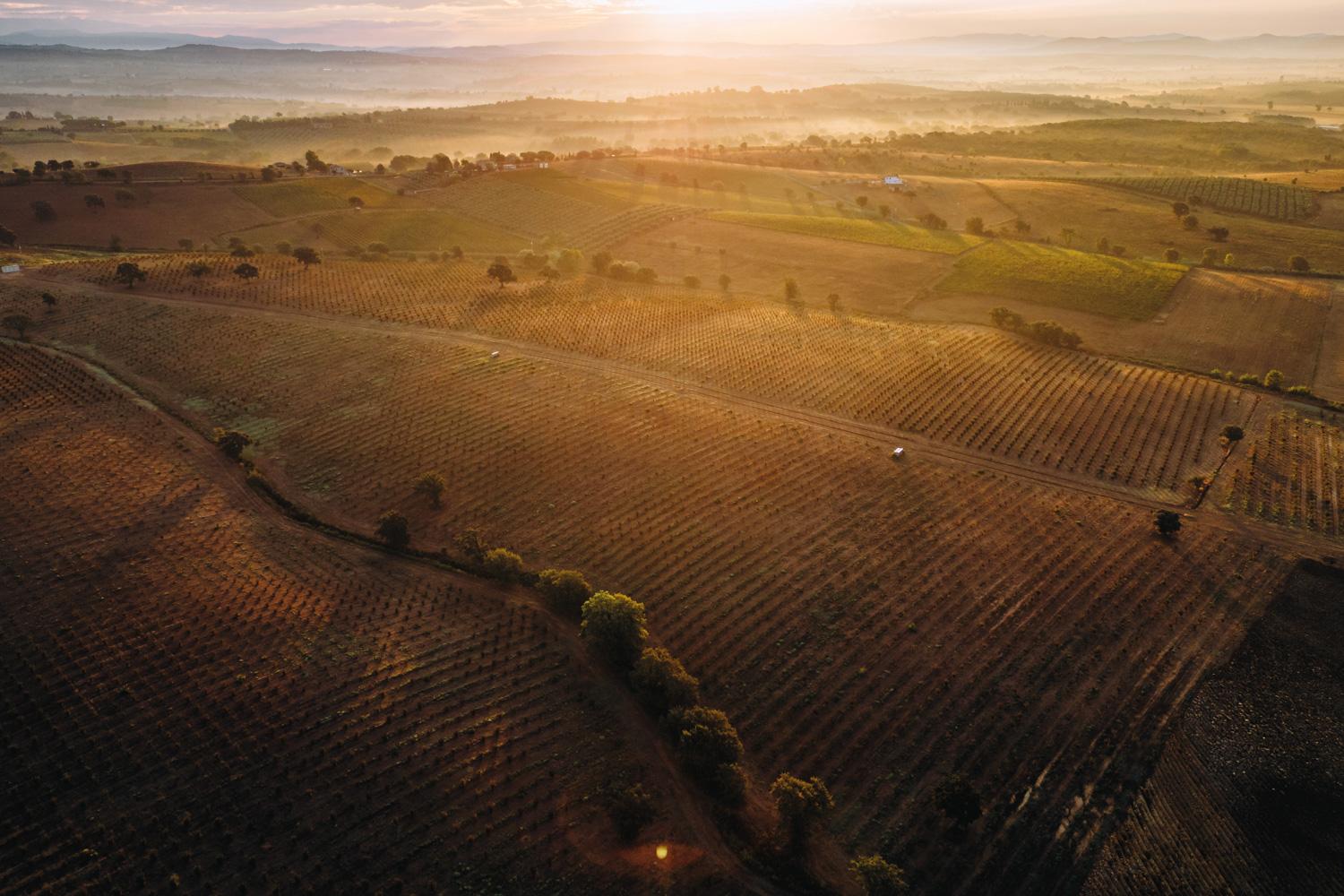 Ethical_Sourcing_Header-image_hazelnut_orchards