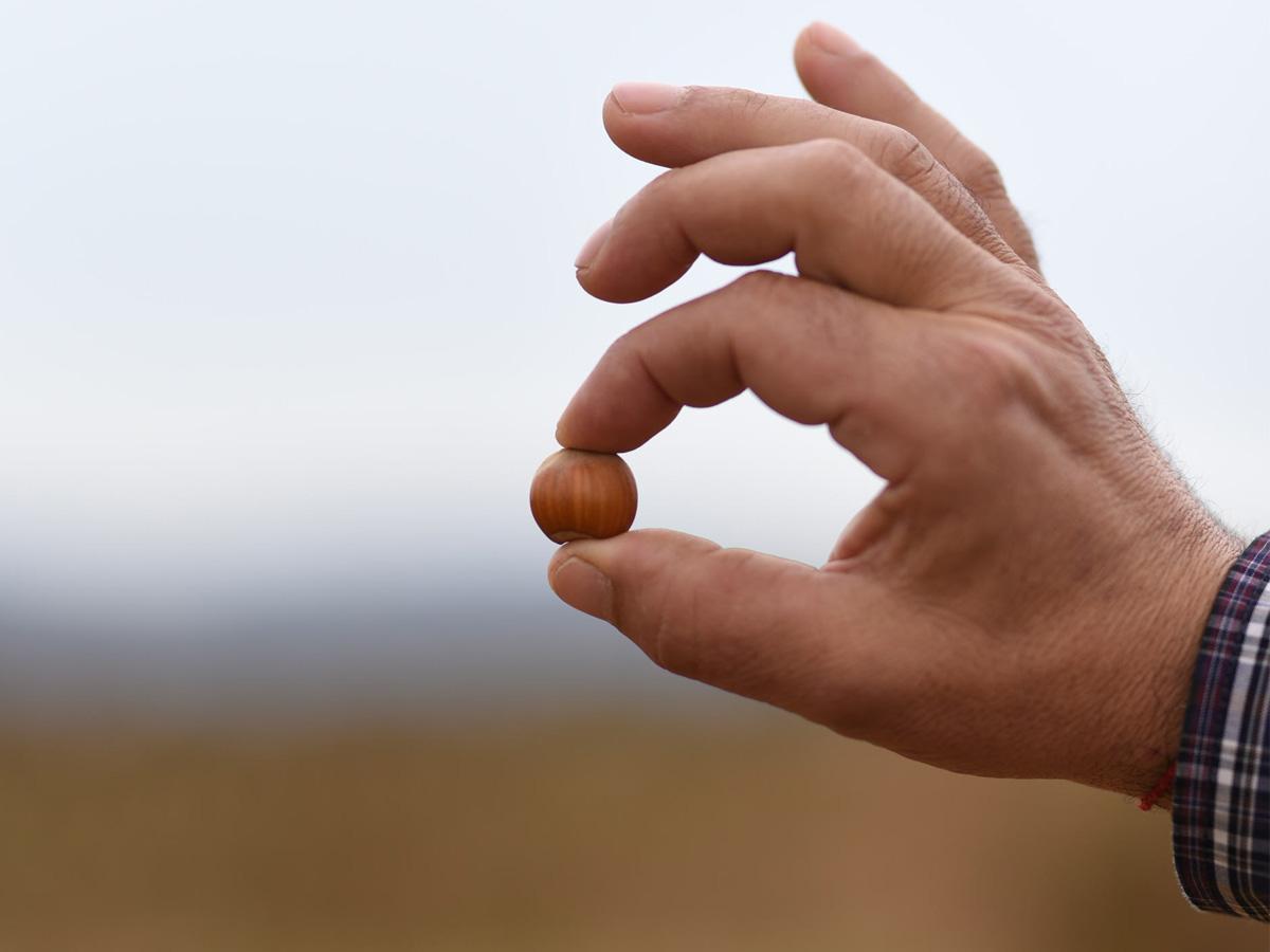 Hazelnut supply contracts