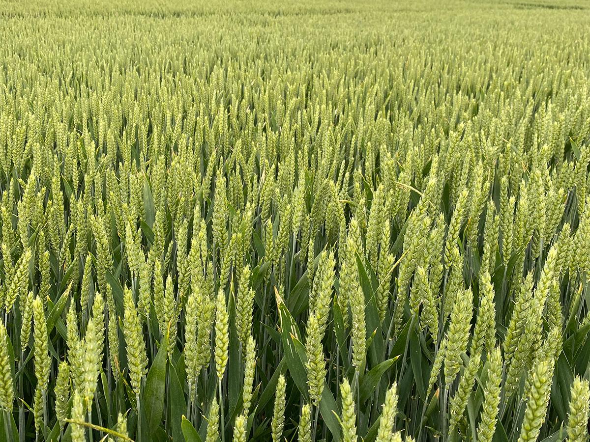 wheat flour CSR-text-image-1200x900px_2