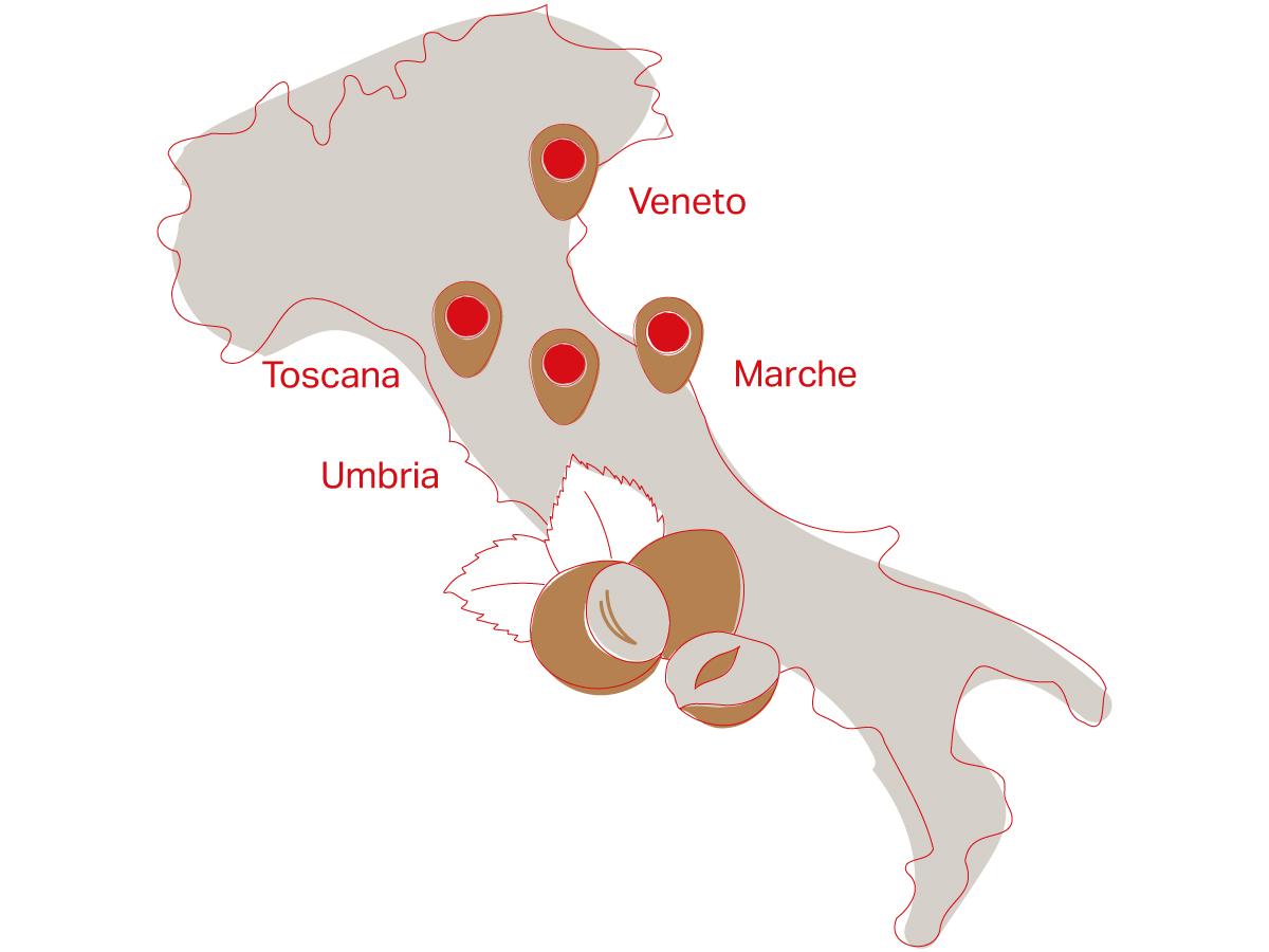 4) supply chain-hazelnut-text-image-1200x900px.jpg