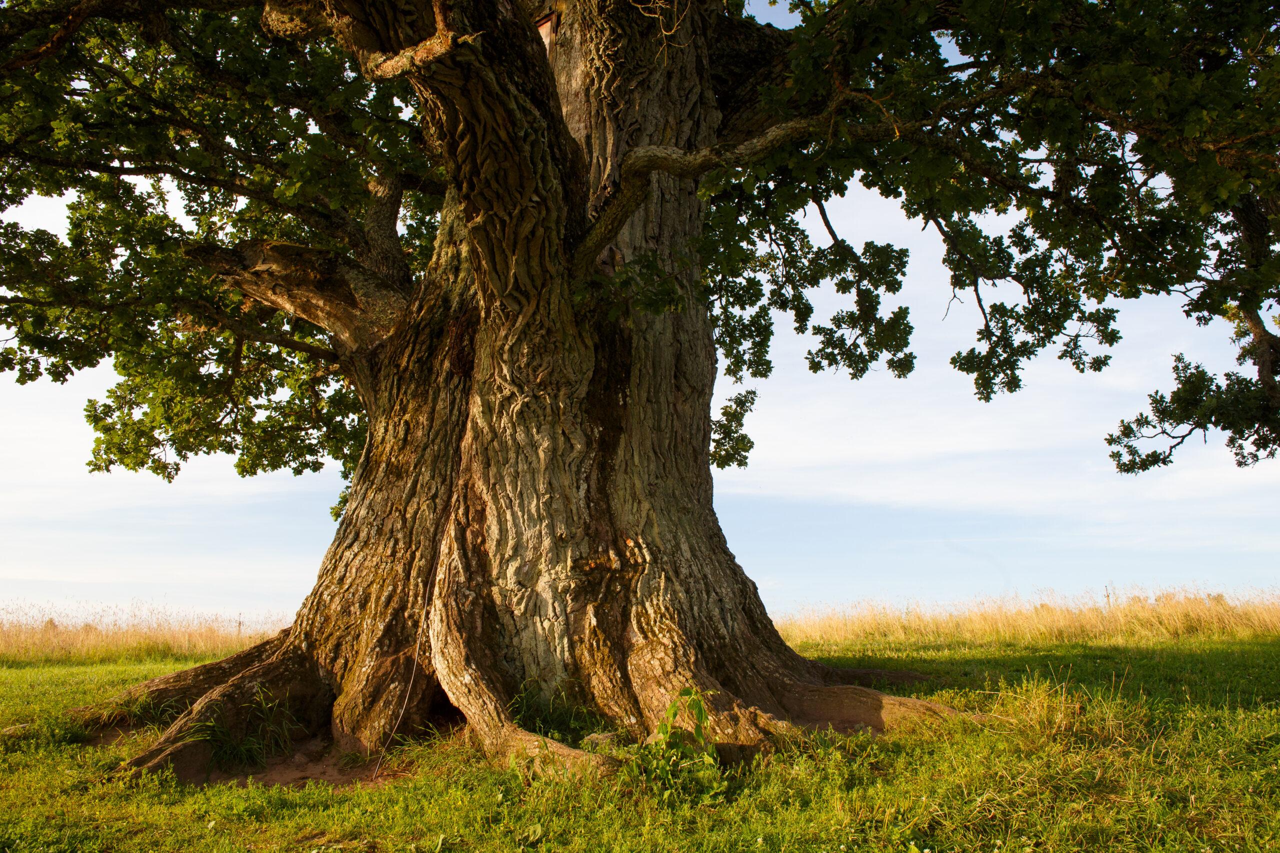 alberi-monumentali-istock-506066365-scaled.jpeg