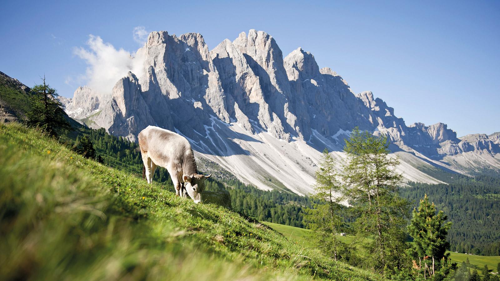 galery_alpinemilk_1600x900px.jpg