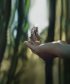 all_sustainability_butterfly_heroeditorial.jpg