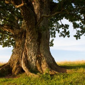 alberi-monumentali-istock-506066365-scaled.jpeg
