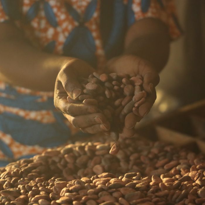all_home_project_cocoa farming program_woman hands beans_herocarousel_1600x1600.jpg