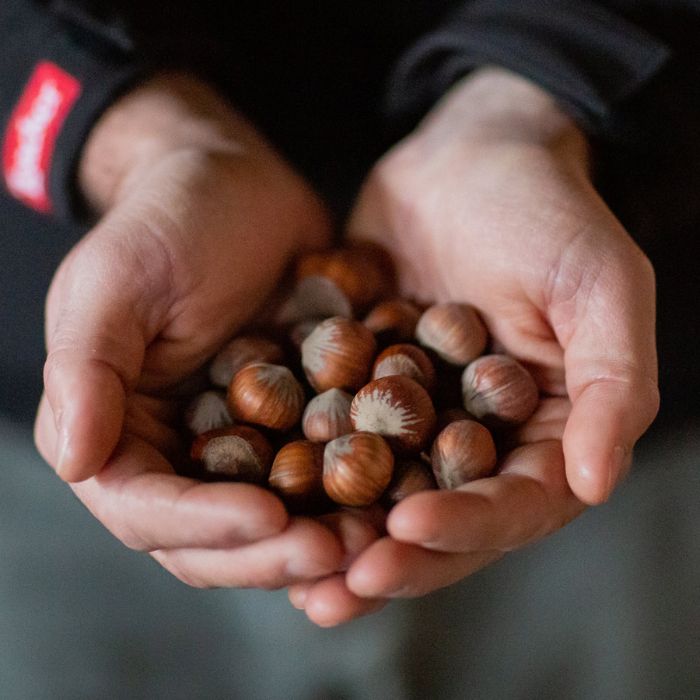 all_about us_hazelnut project_hazelnut_hands_heroeditorial.jpg