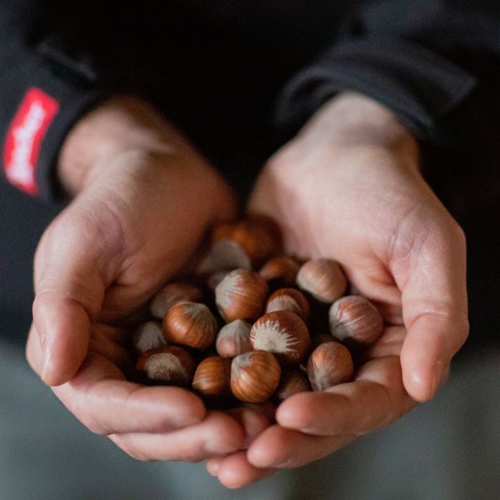 Italian hazelnut grower holding hazelnuts in its hands in a Loacker orchard in Tuscany - Loacker 