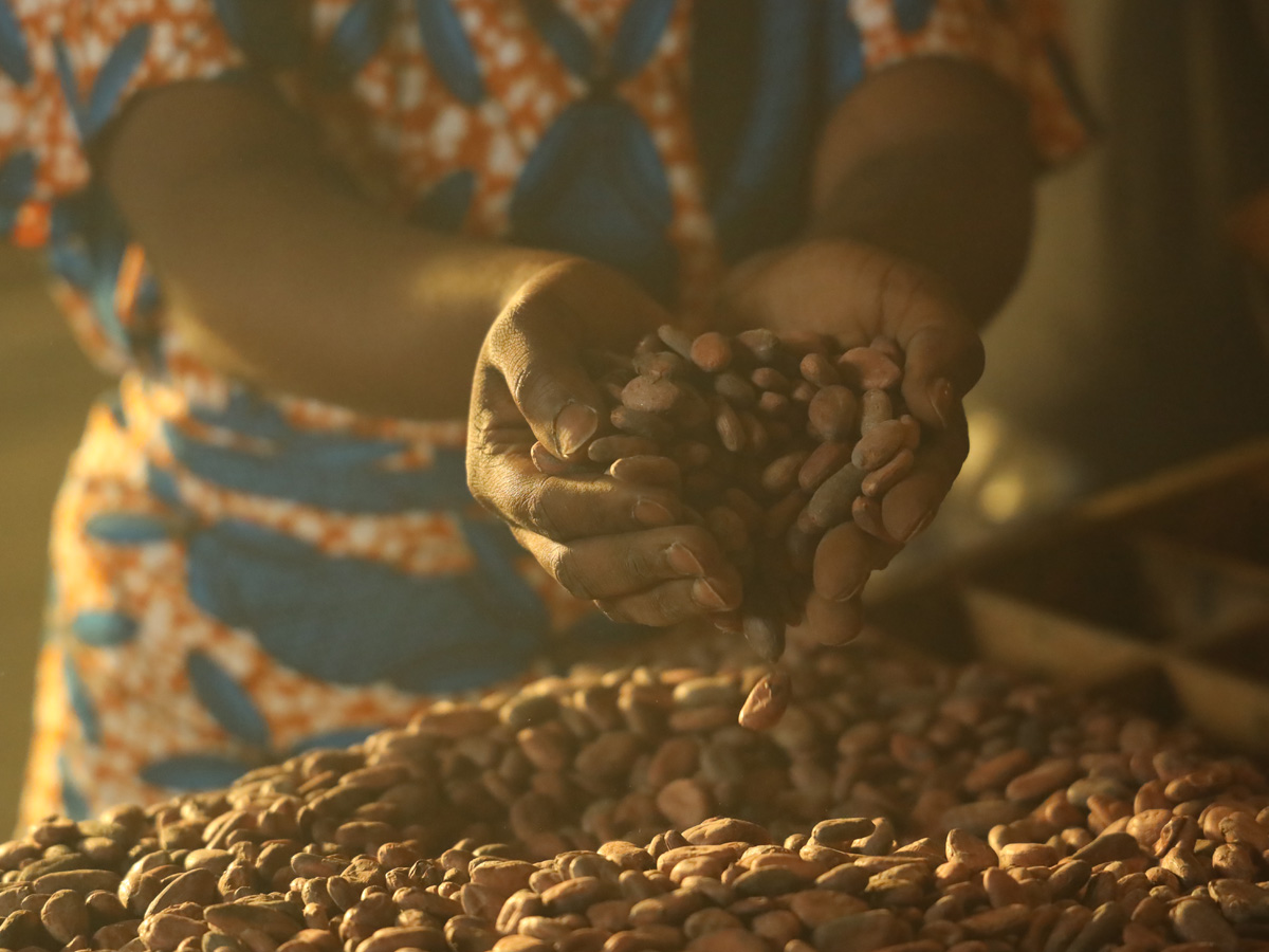 News Projekt Cocoa Farming Program - November 2020