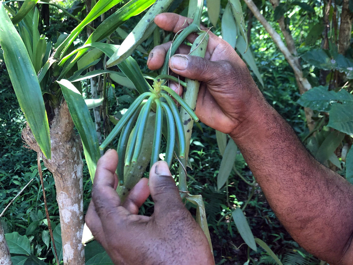 News Project Vanilla Madagascar - August 2020