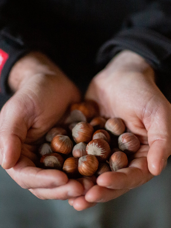 Nos vergers de noisettes italiennes