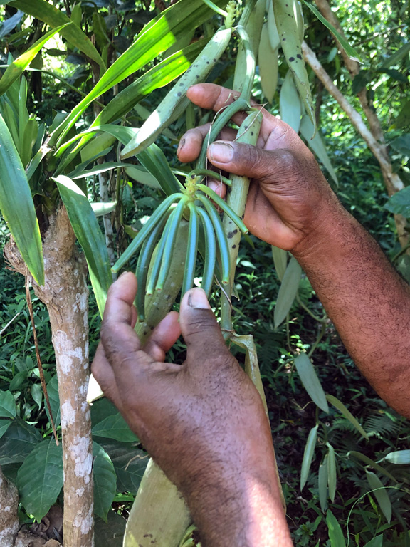 نستعمل بوربون الفانيلا من مدغشقر