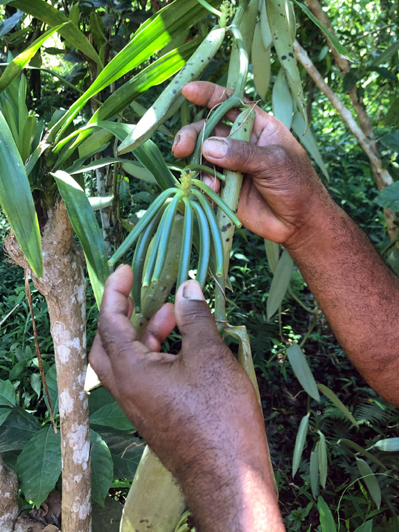 Notre vanille de Madagascar