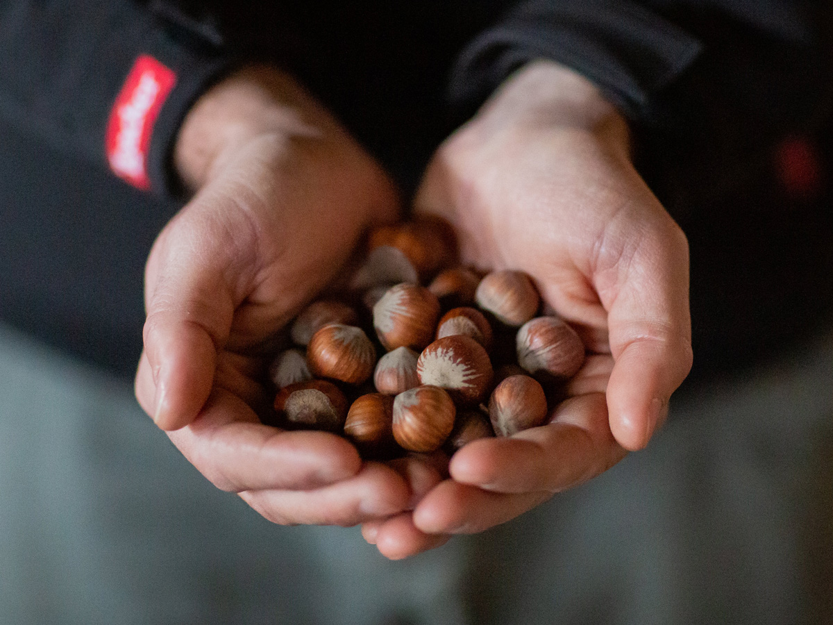 Our Italian hazelnut orchards