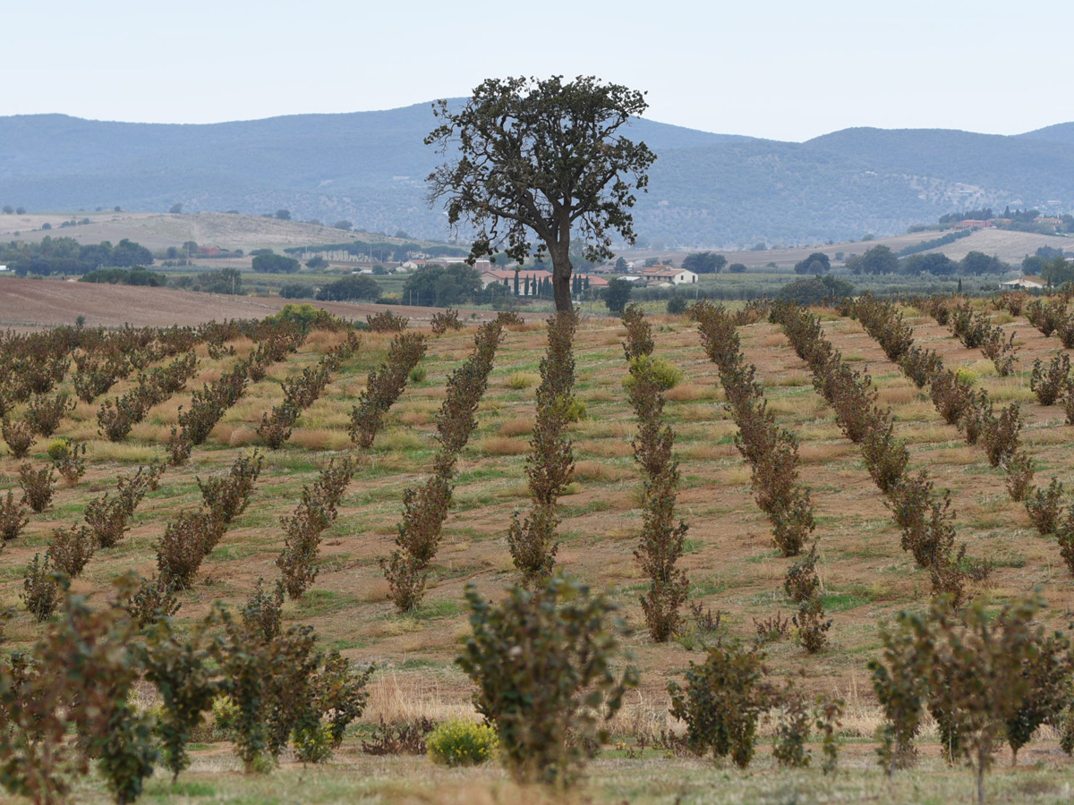 Our Italian hazelnut orchards