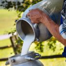 Loacker - Alpine Milk NON GMO