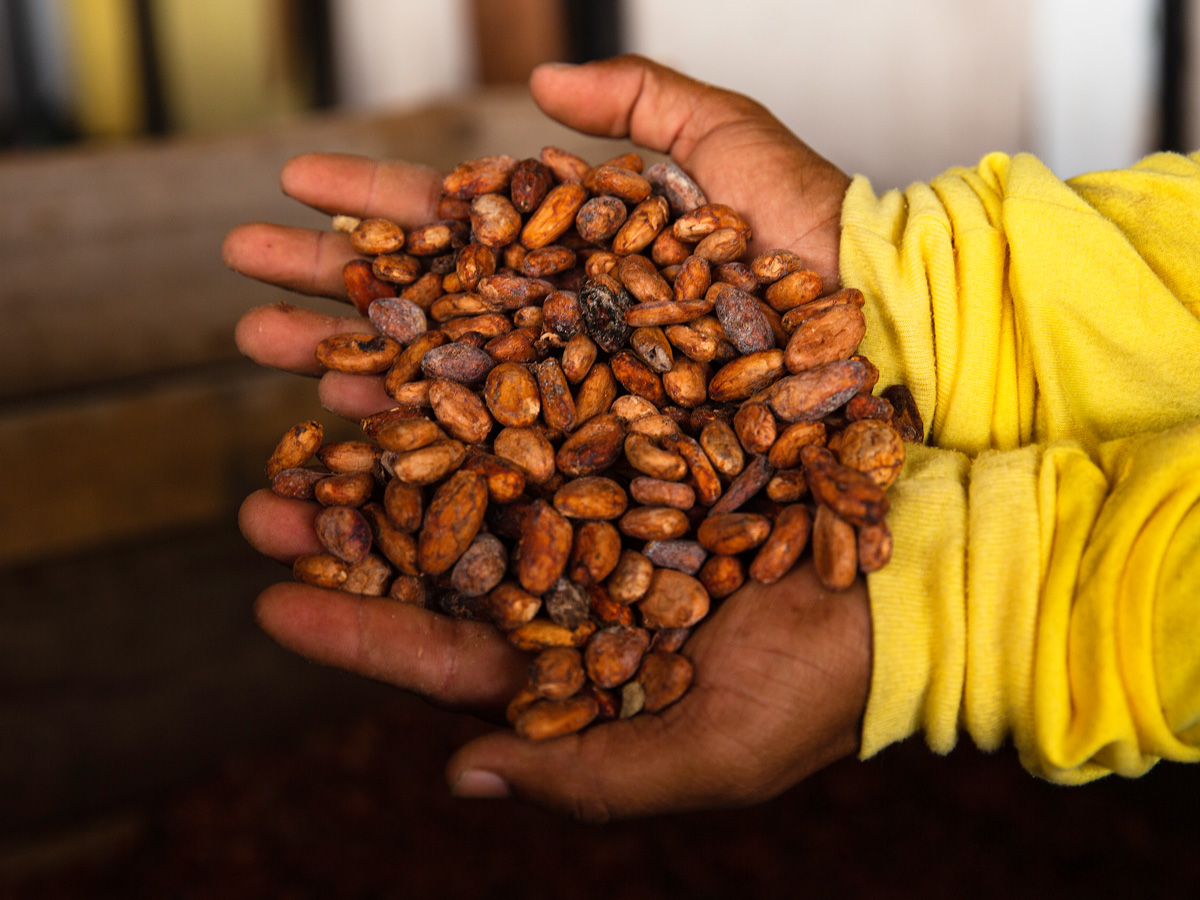 برنامج زراعة الكاكاو في لواكر 