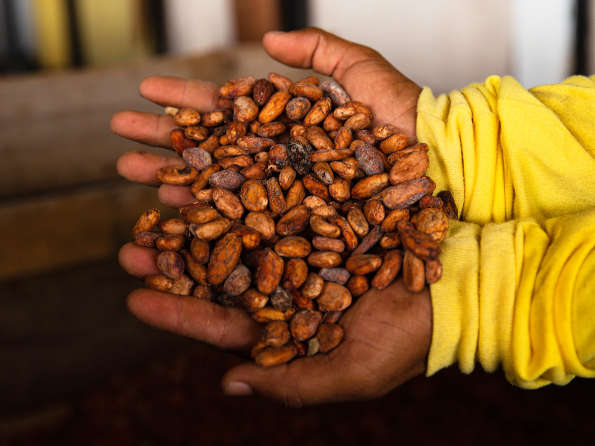 Our Cocoa Farming Program