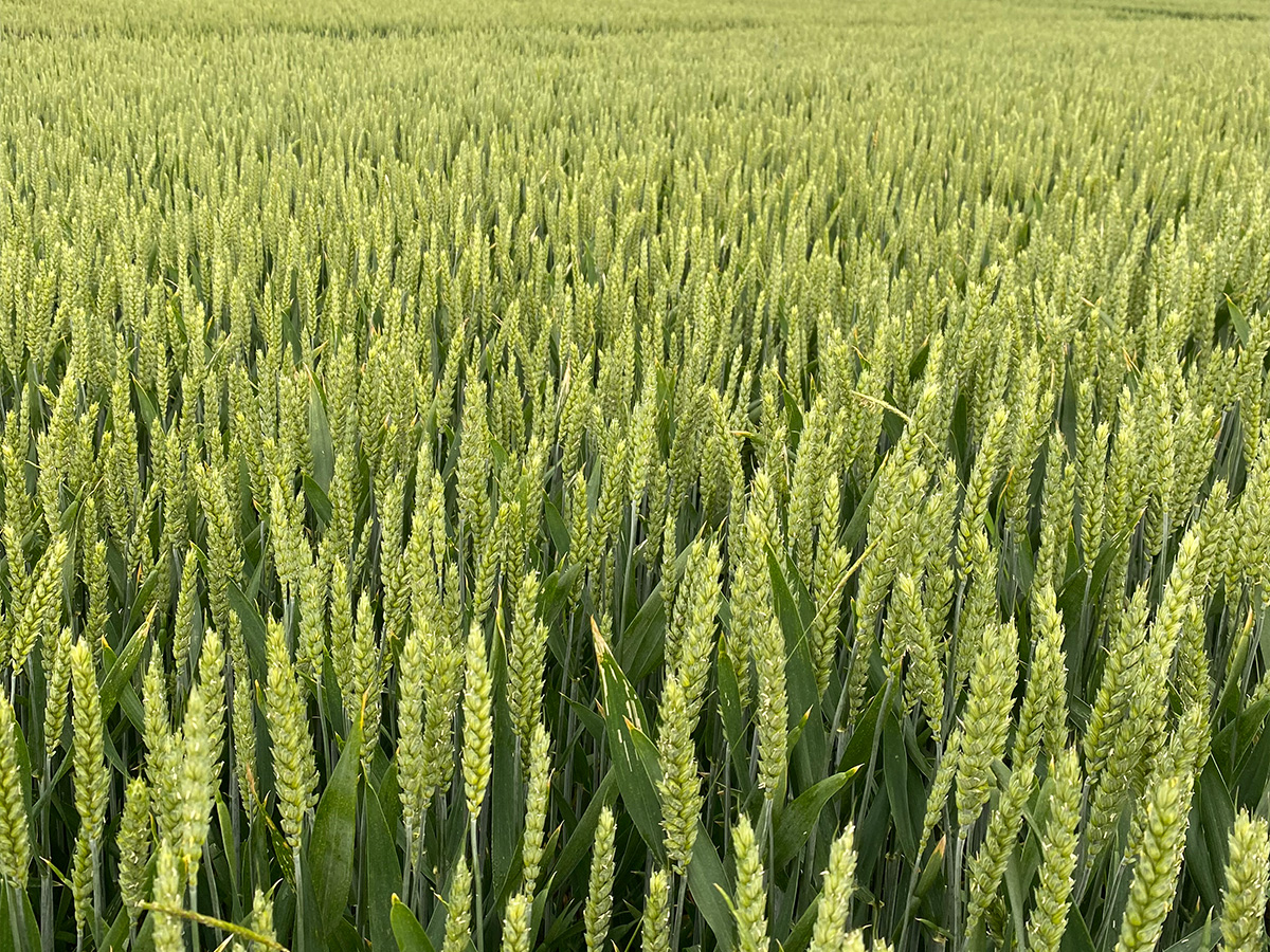 wheat flour CSR-text-image-1200x900px_2