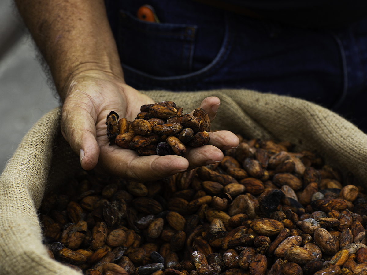 Notre programme de culture du cacao 